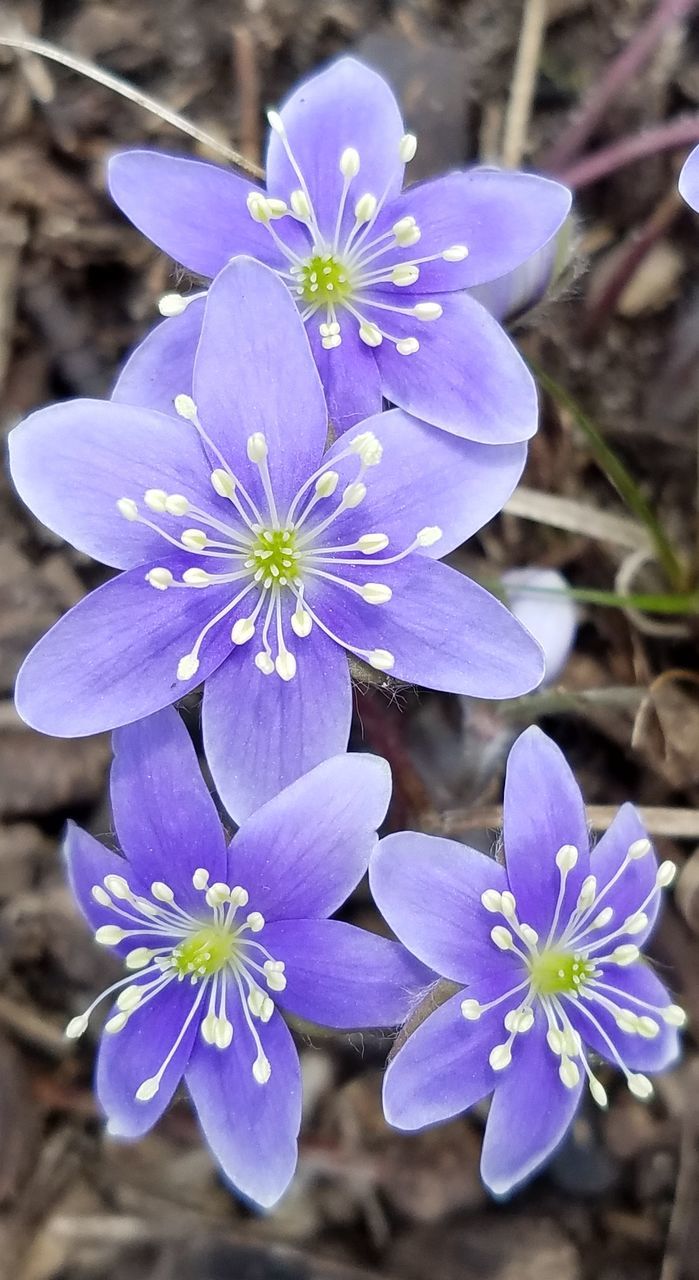 CLOSE-UP OF PURPLE FLOWERS BLOOMING