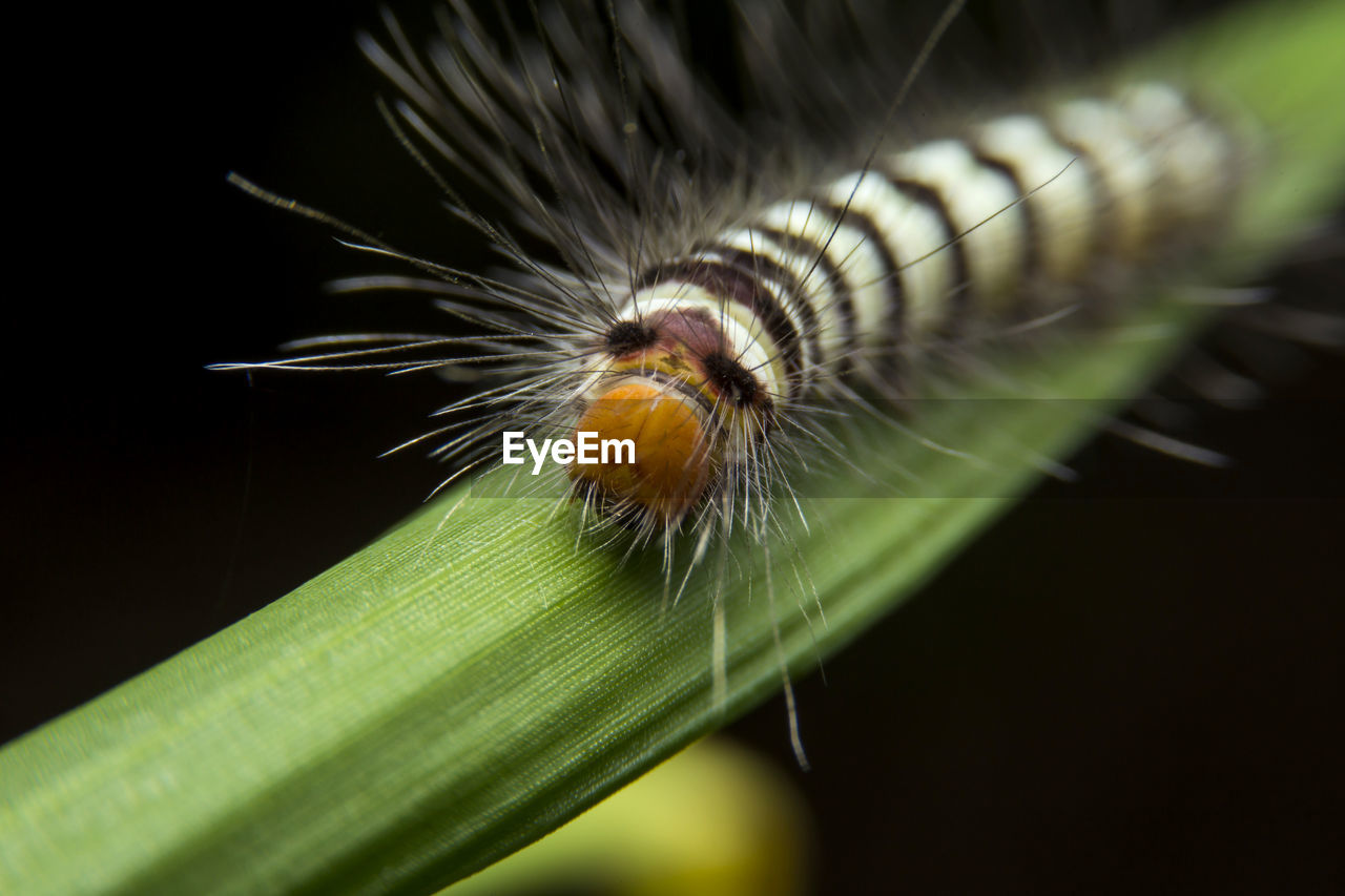 Close-up of insect on plant