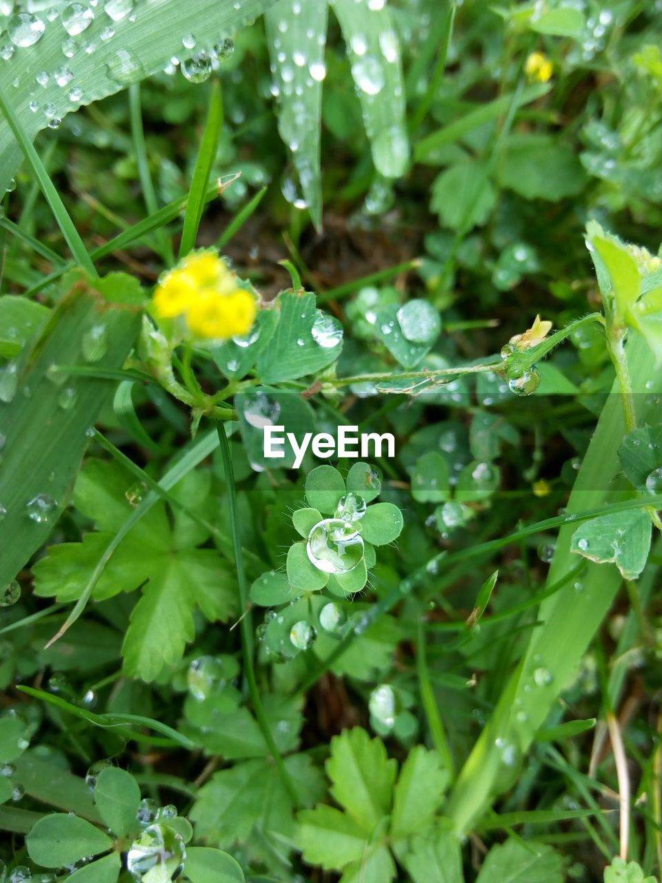 Close-up of plant