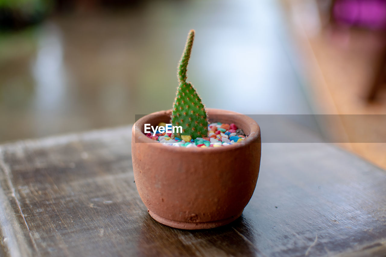 food and drink, food, wood, freshness, table, healthy eating, no people, flower, dessert, focus on foreground, sweet food, close-up, wellbeing, fruit, plant, green, sweetness, sweet, produce, nature, indoors, bowl, selective focus, day