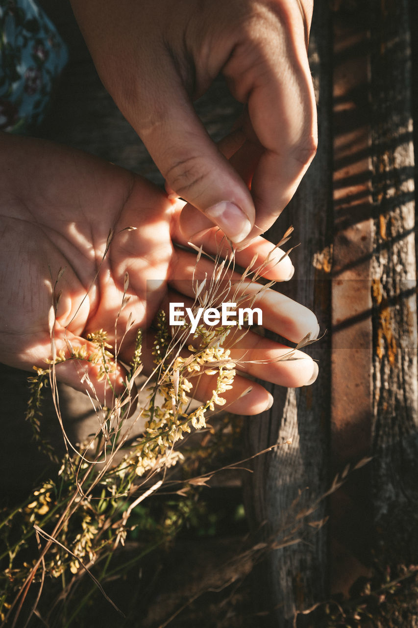 Midsection of person holding plant