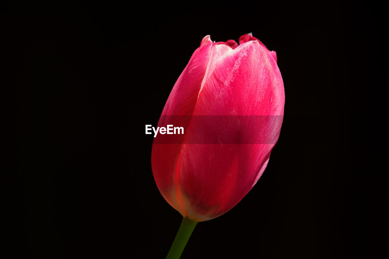 Close-up of pink flower over black background