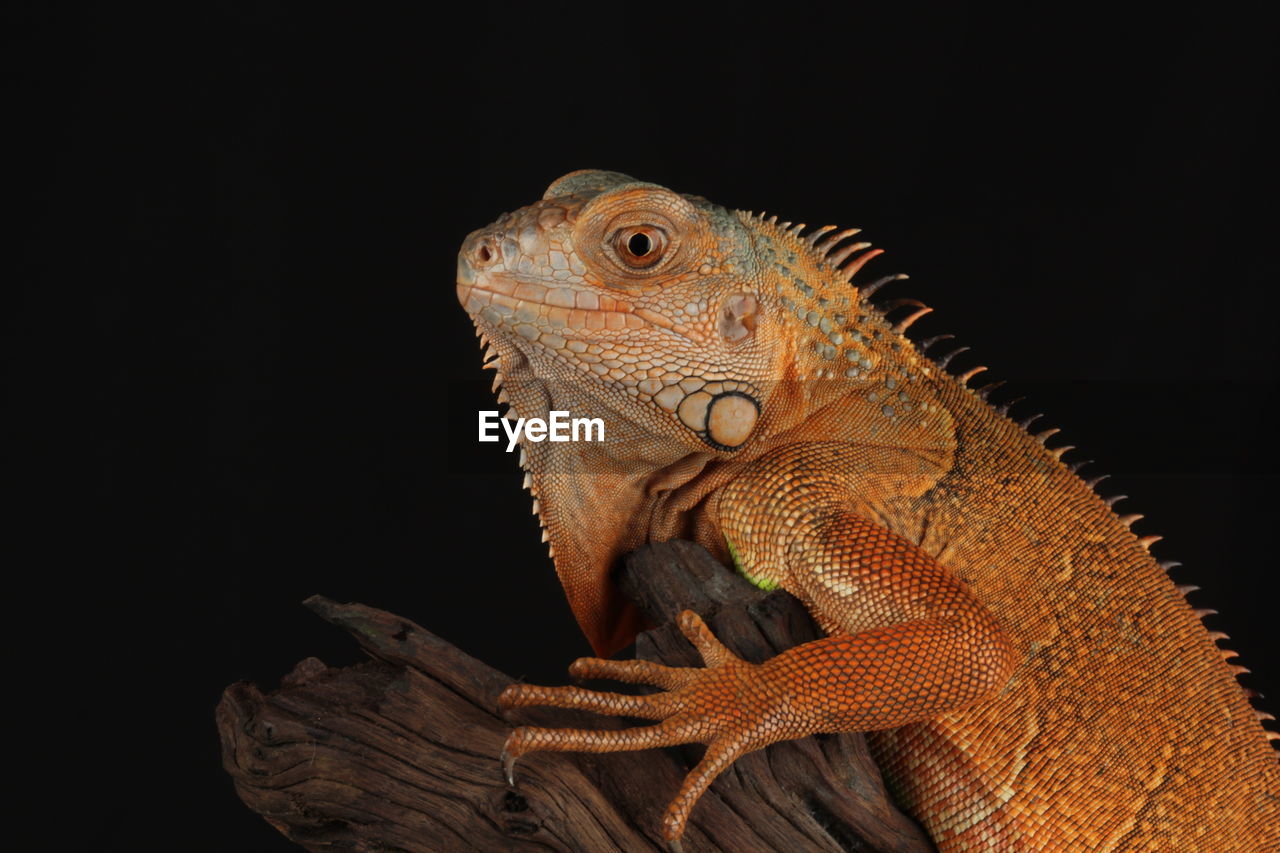 Close-up of iguana