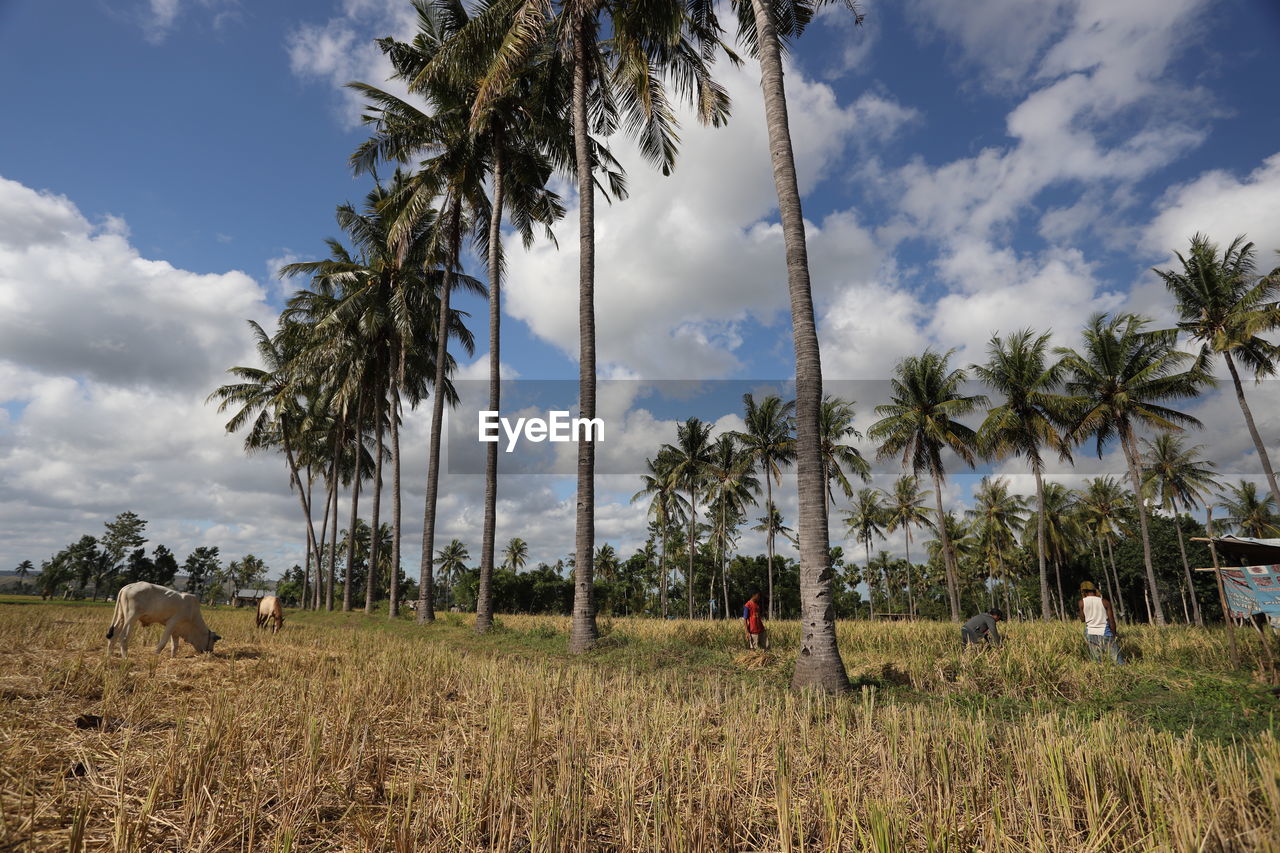 Panoramic view of palm trees on field against sky