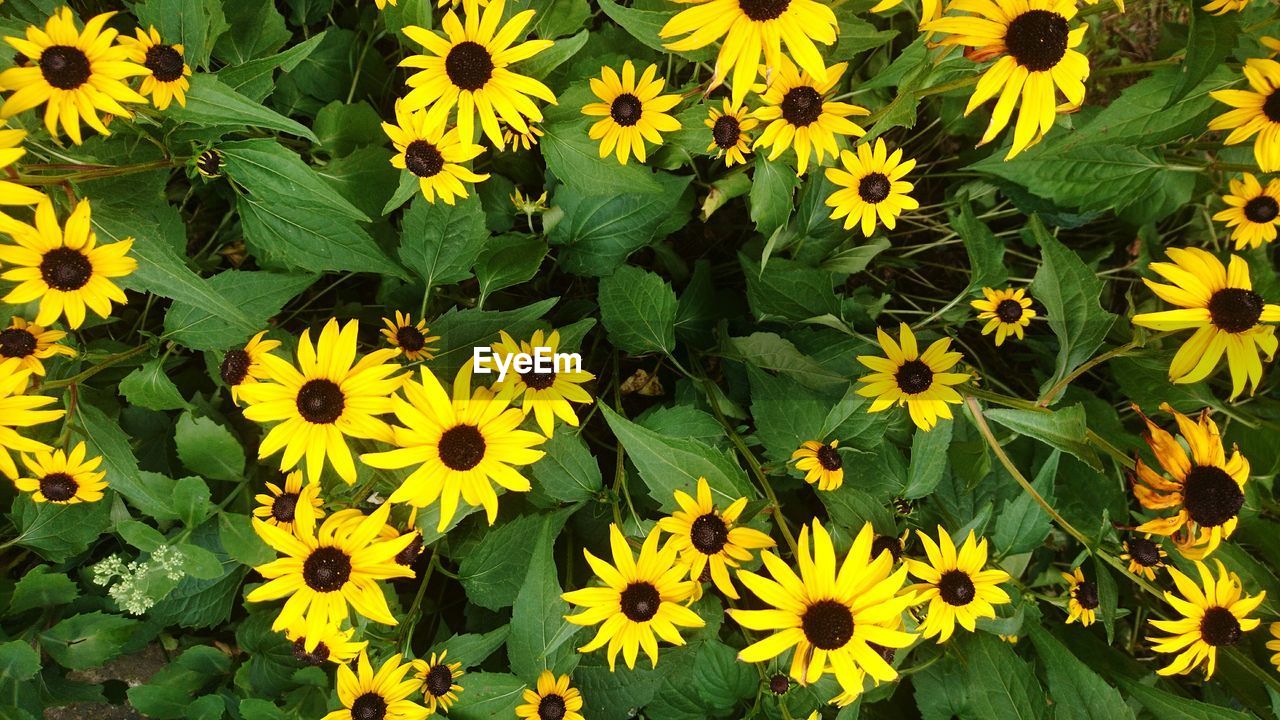 CLOSE-UP OF YELLOW FLOWERING PLANT