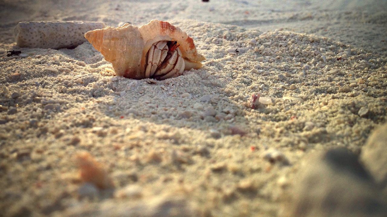 SURFACE LEVEL OF ROCKS ON SHORE