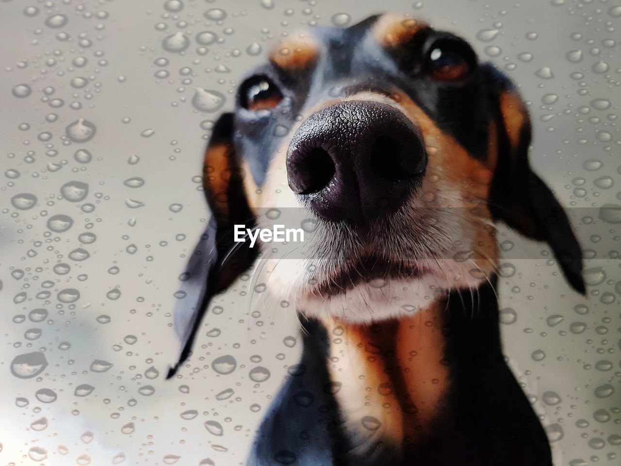 Close-up of wet dog