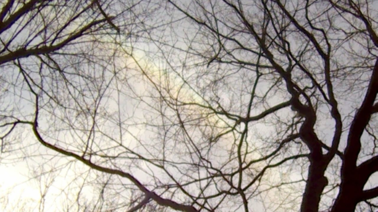 CLOSE-UP LOW ANGLE VIEW OF BARE TREES AGAINST SKY