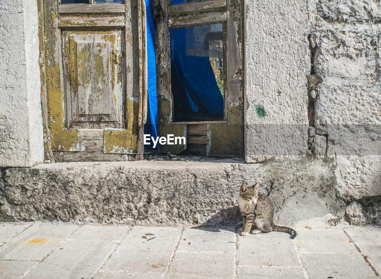 Tabby cat sitting on footpath against doorway of old building