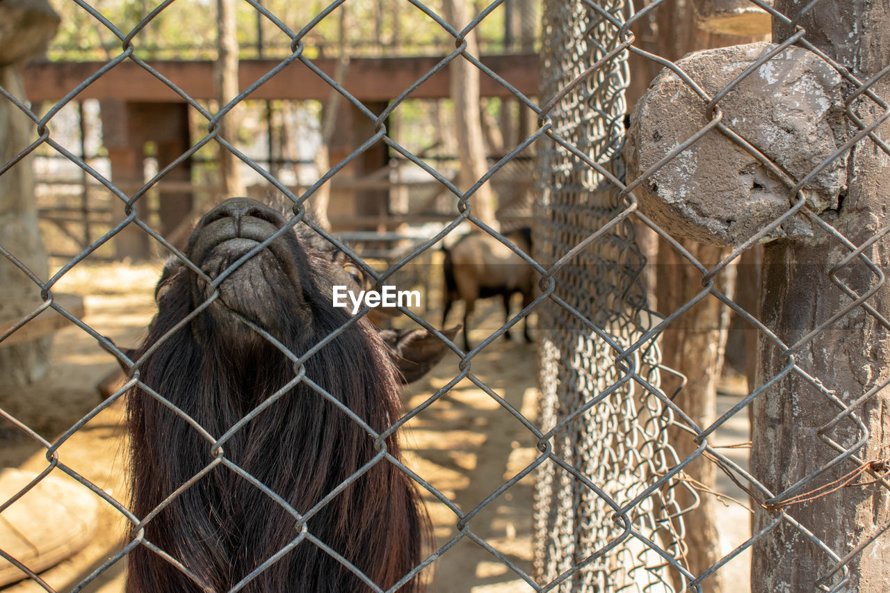 CLOSE-UP OF CHAINLINK FENCE IN ZOO