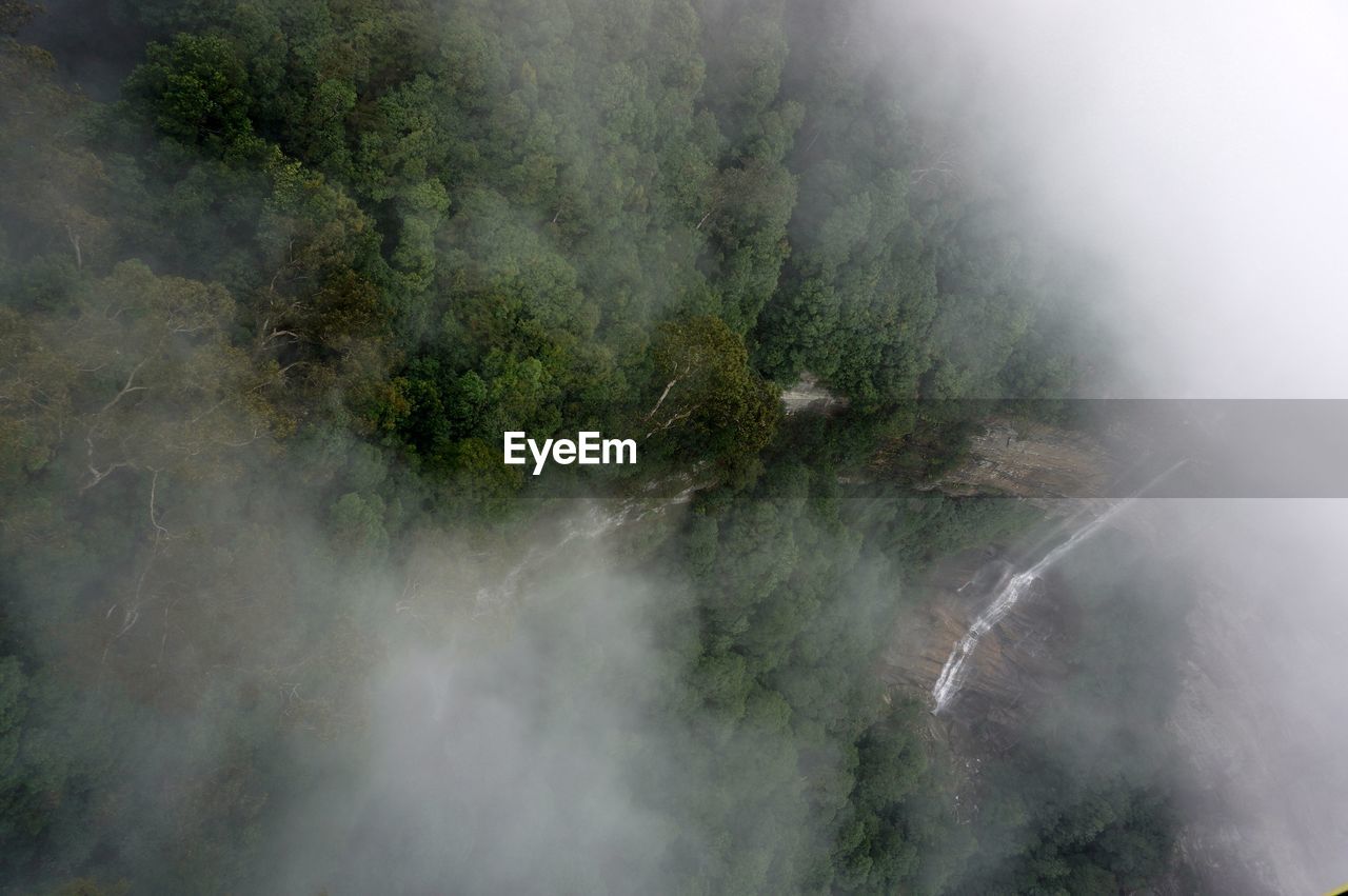 HIGH ANGLE VIEW OF TREES IN FOREST