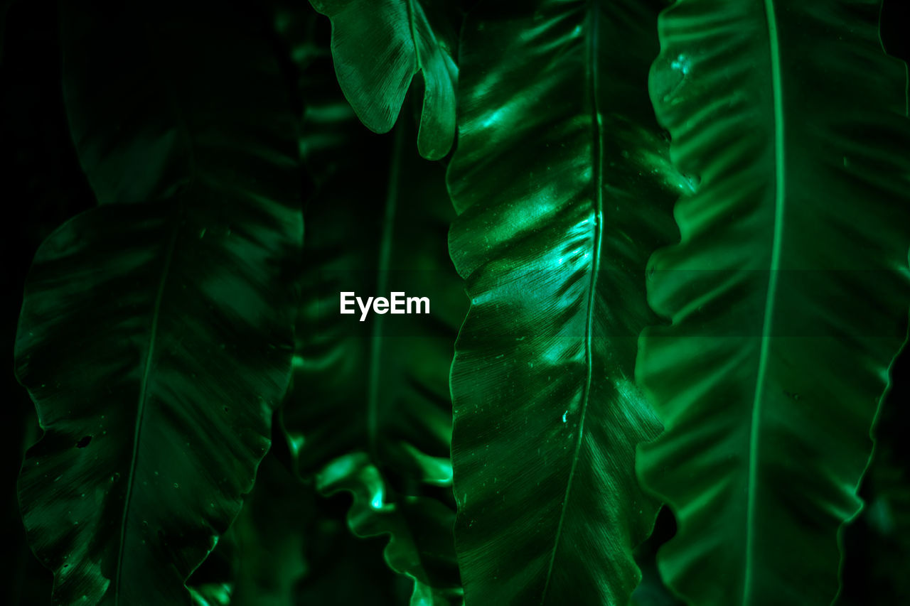 High angle view of plants