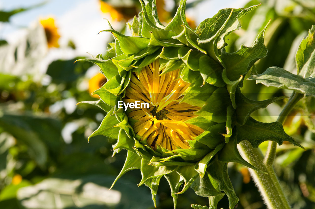 Close-up of yellow flowering plant