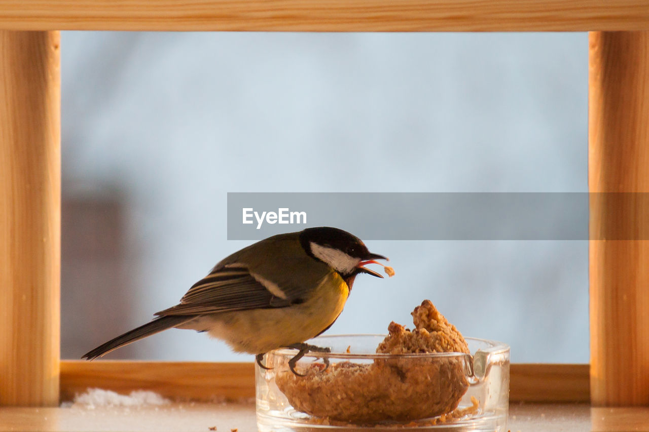 Close-up of great tit feeding while perching on glass container