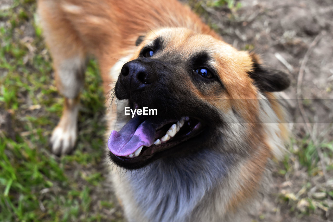 Close-up of dog on field