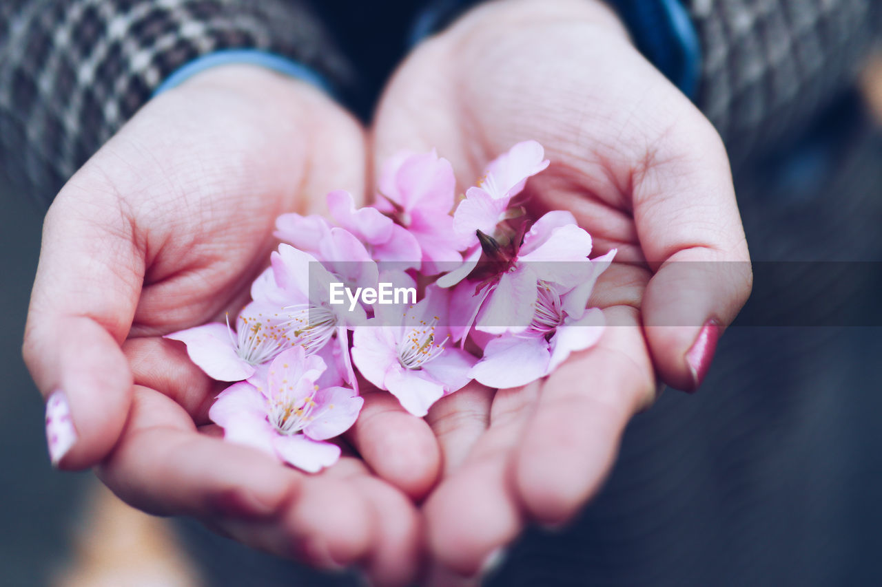 CLOSE-UP OF HAND HOLDING PINK ROSE