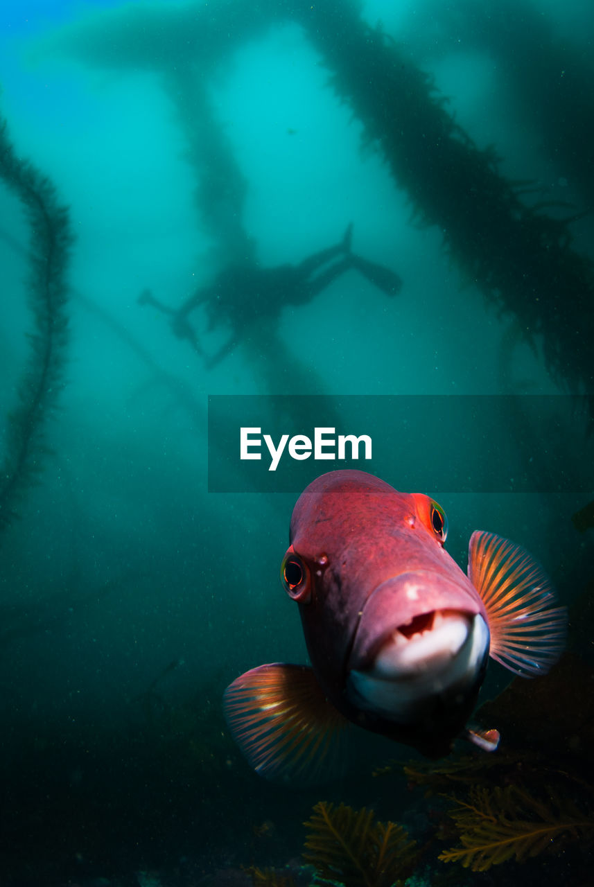 Closeup of a sheephead fish with the silhouette of a scuba diver in a kelp forest.