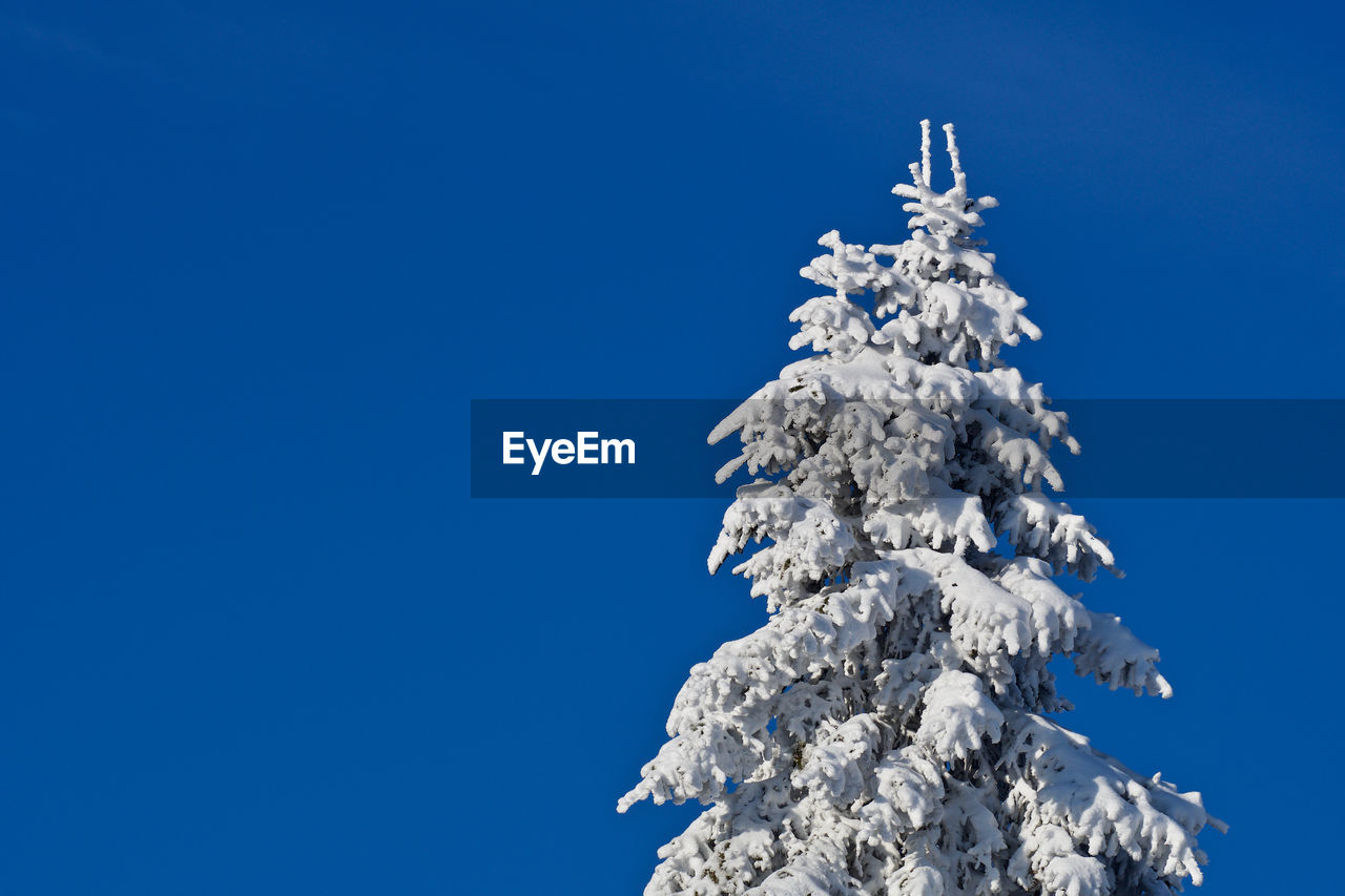 Low angle view of tree against clear blue sky and snow