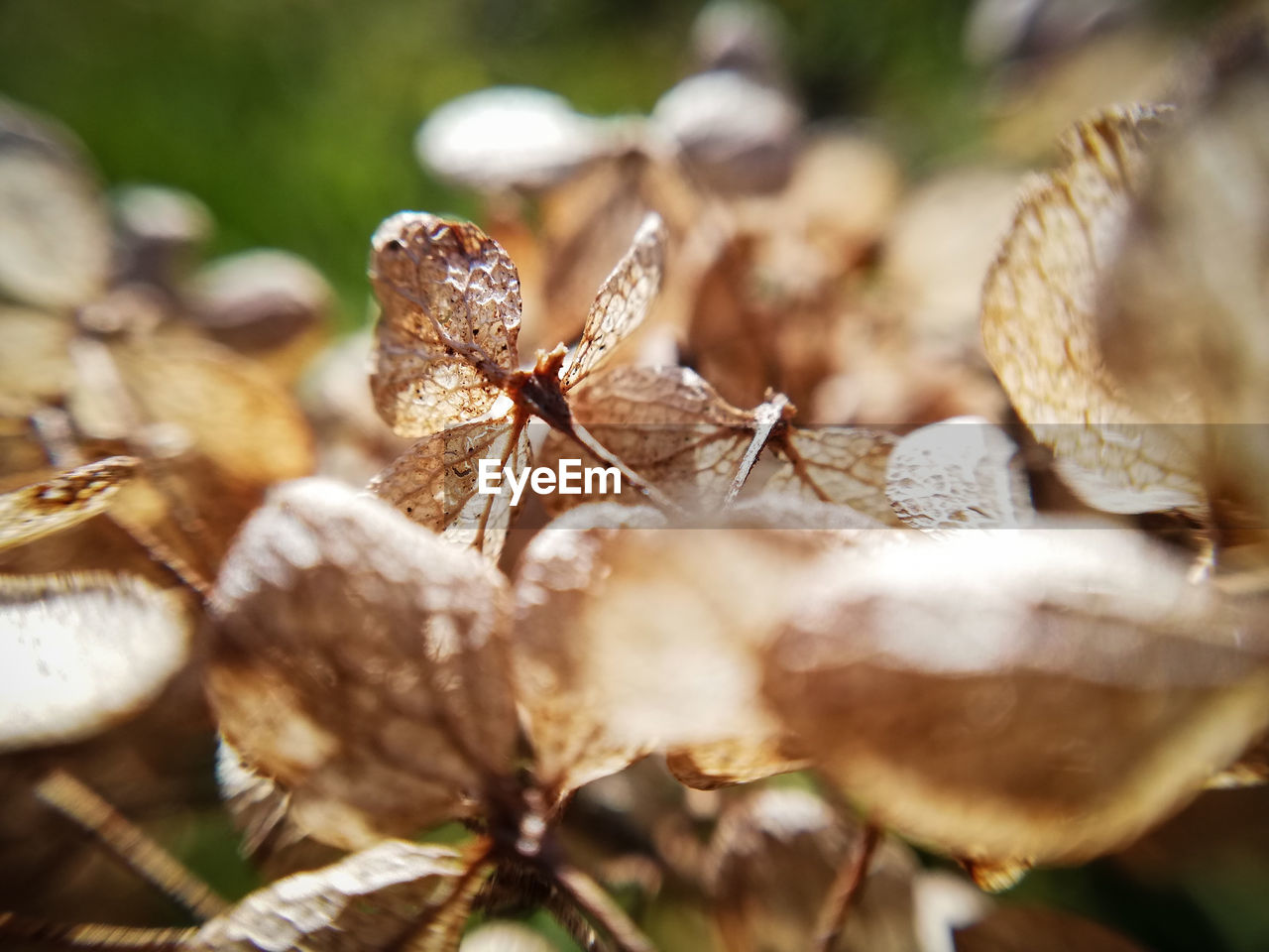 CLOSE-UP OF DRY LEAVES ON PLANT