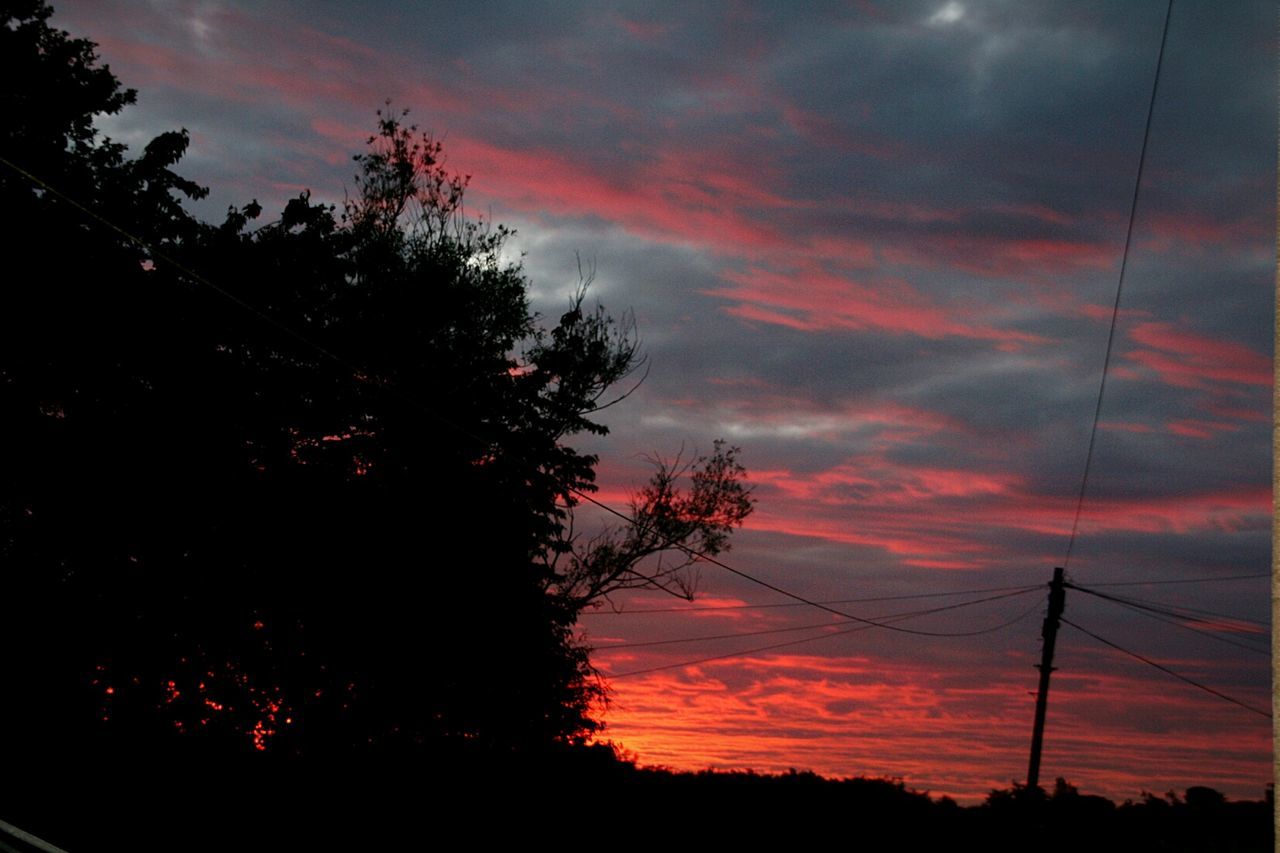 SILHOUETTE OF TREES AT SUNSET