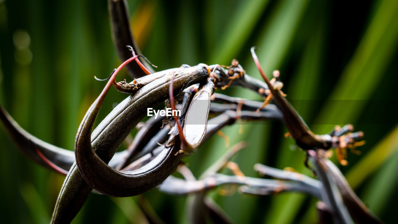 CLOSE-UP OF SNAKE ON BRANCH