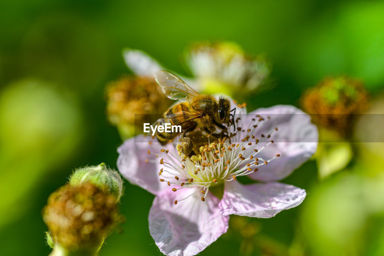 Close-up of bee pollinating on flower