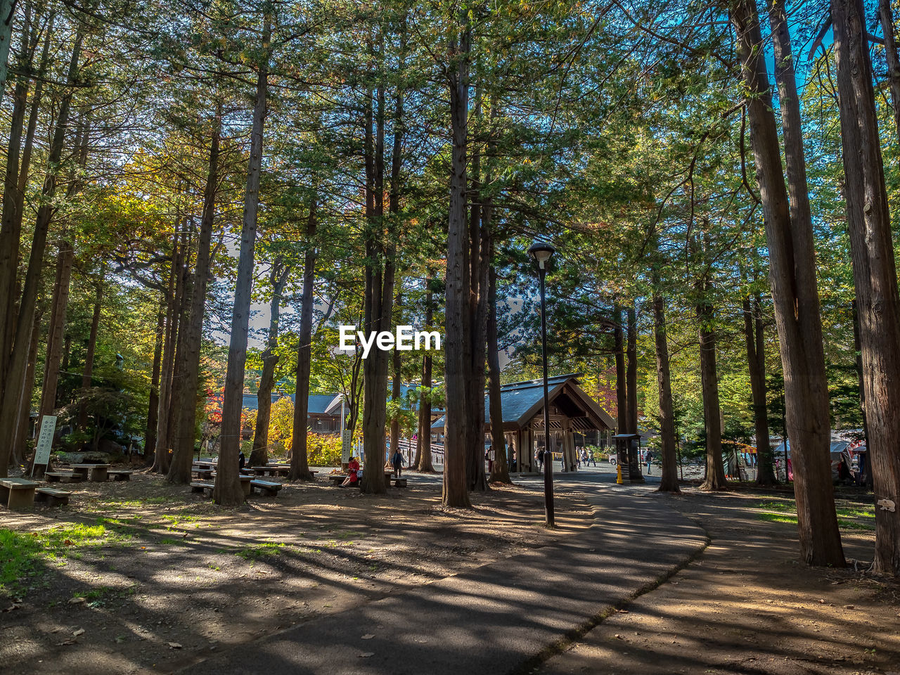 VIEW OF TREES AT FOREST