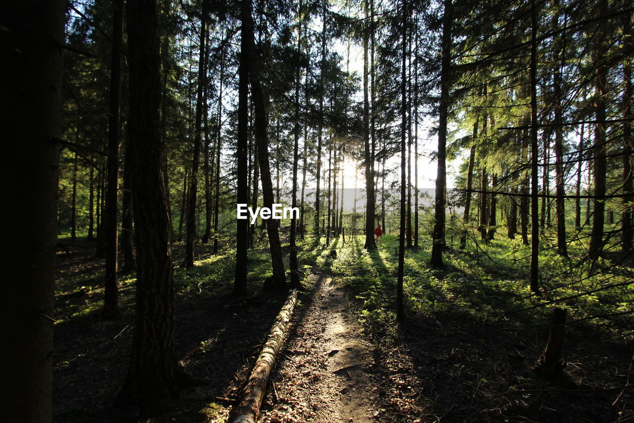 Trees growing in forest