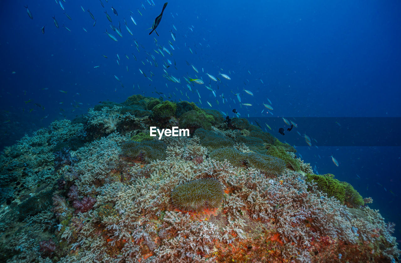 Fish swimming in sea
