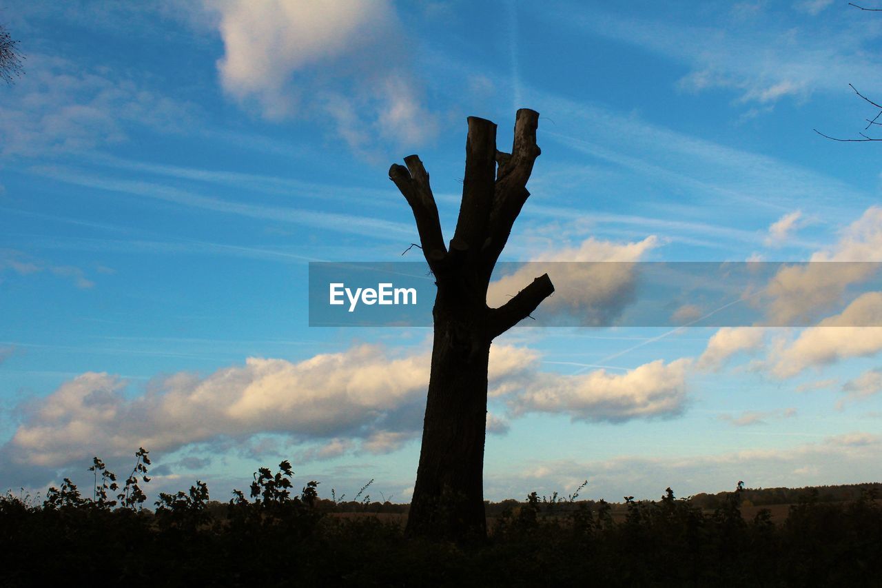 SILHOUETTE OF CACTUS ON TREE