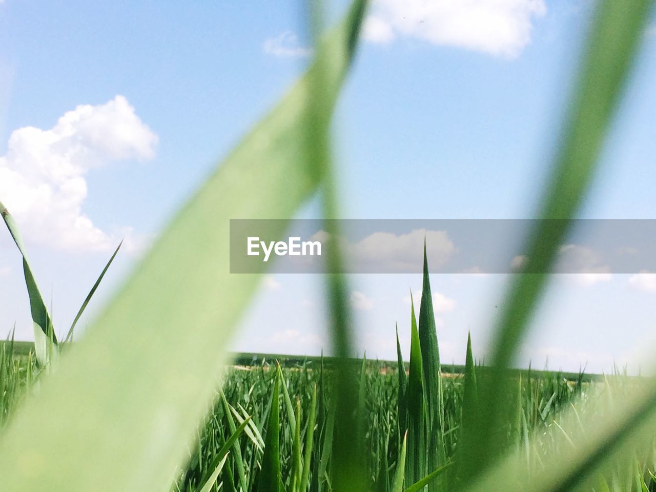 CLOSE-UP OF GRASS AGAINST SKY