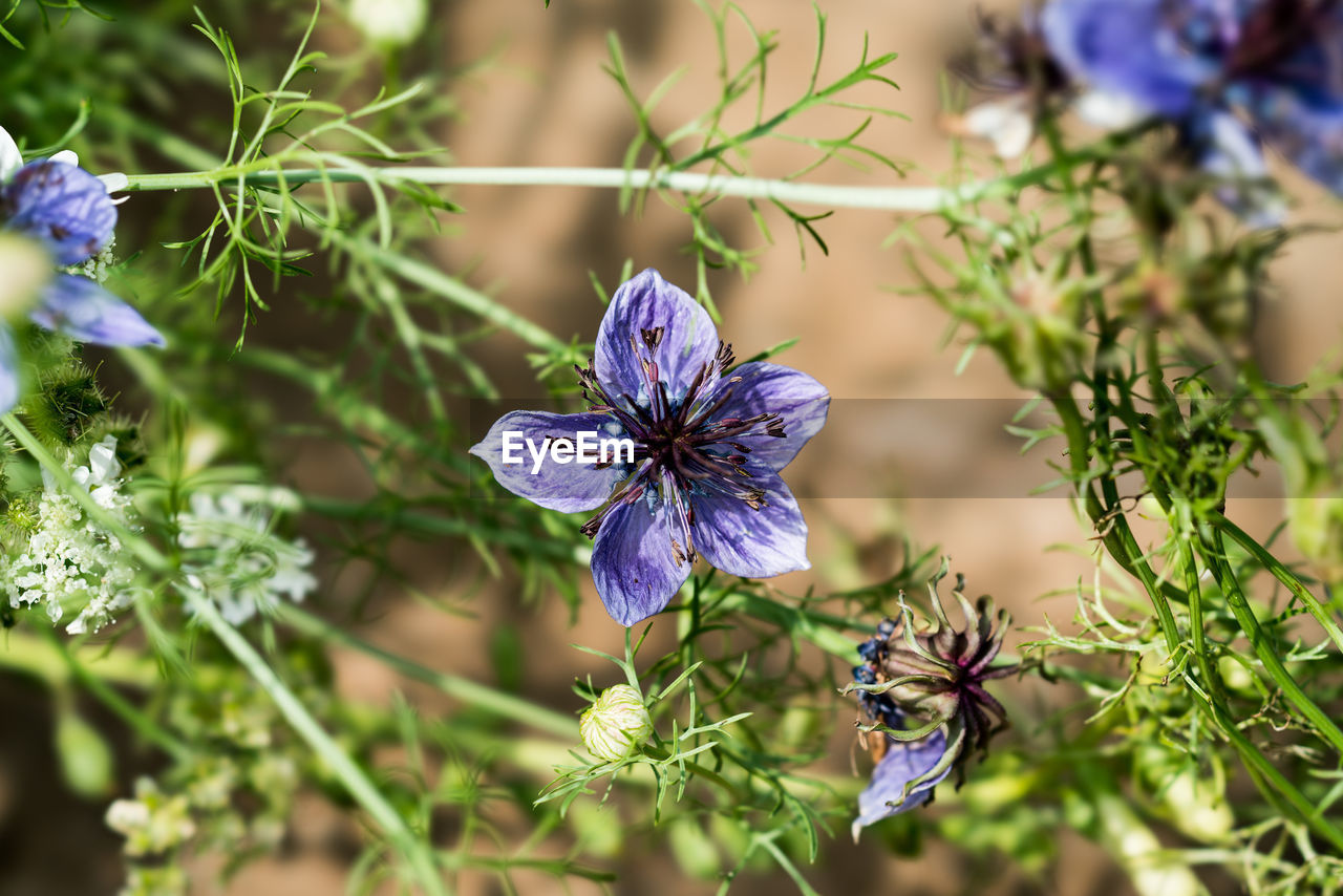 HIGH ANGLE VIEW OF PURPLE FLOWERING PLANTS