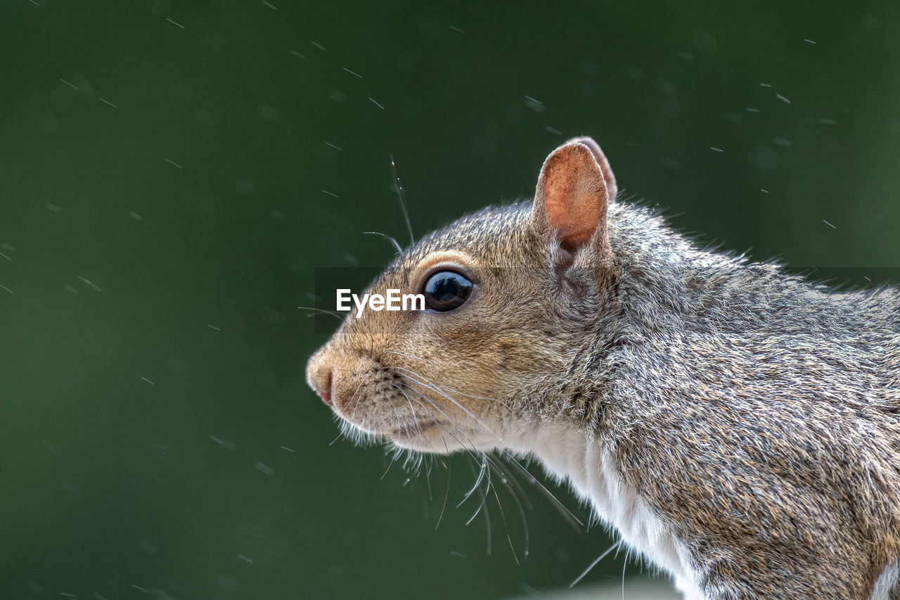 Profile of a uk rodent grey squirrel, sciurus carolinensis in the rain.