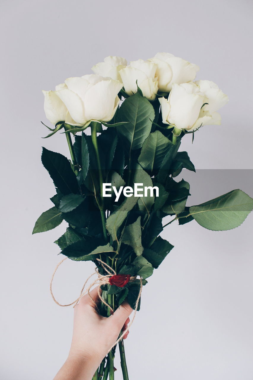 Cropped hand holding flowers against white background