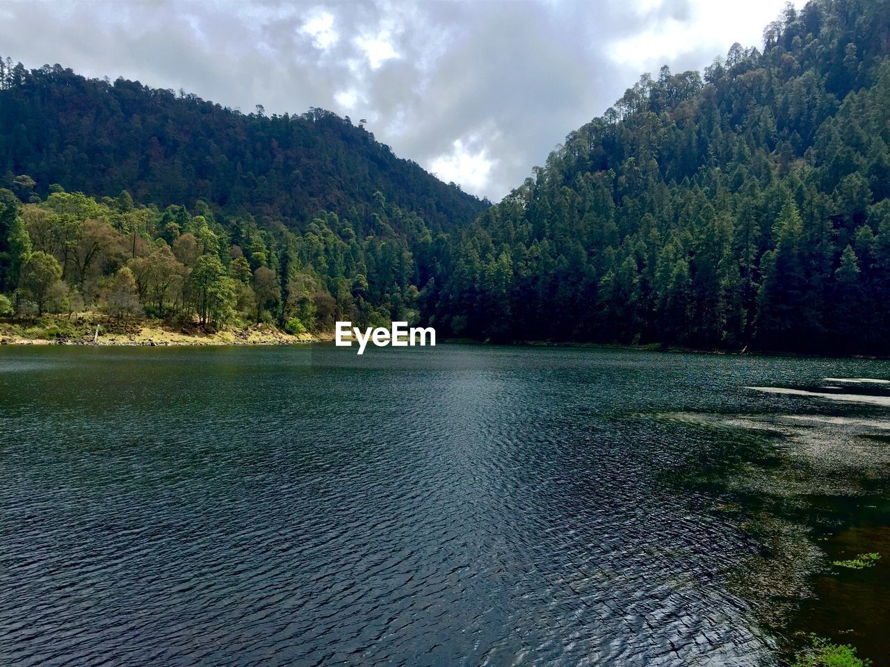 View of lake in forest