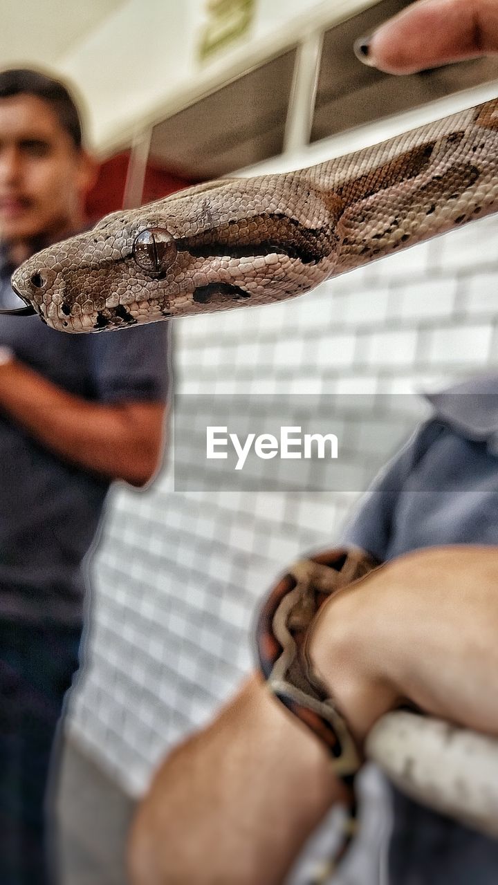 Cropped image of person holding snake