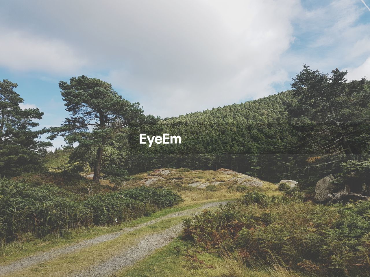 Scenic view of forest against sky