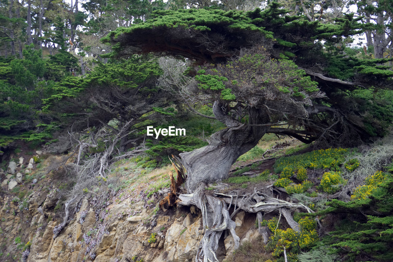 TREES ON LANDSCAPE