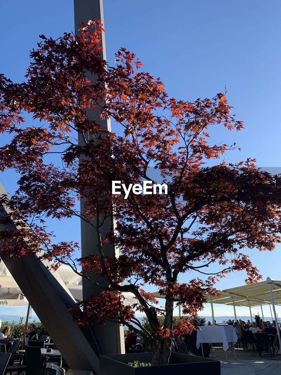 LOW ANGLE VIEW OF FLOWERING TREE AGAINST SKY