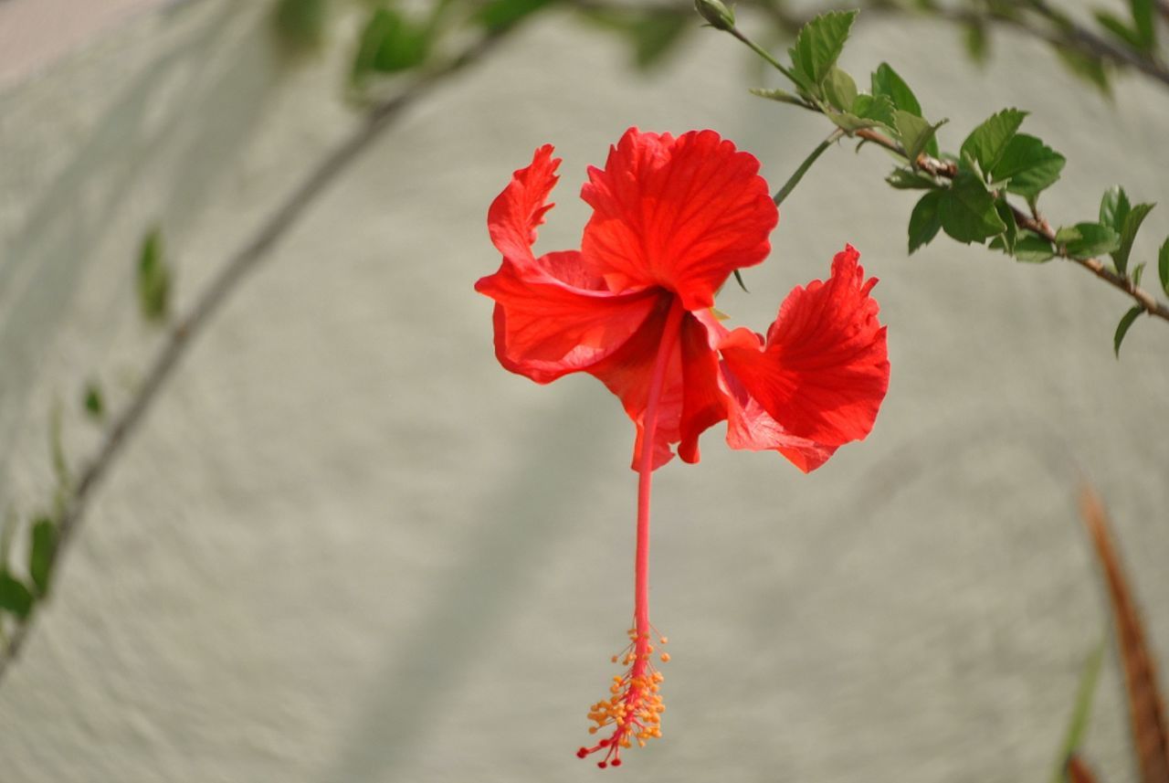 CLOSE-UP OF RED FLOWER