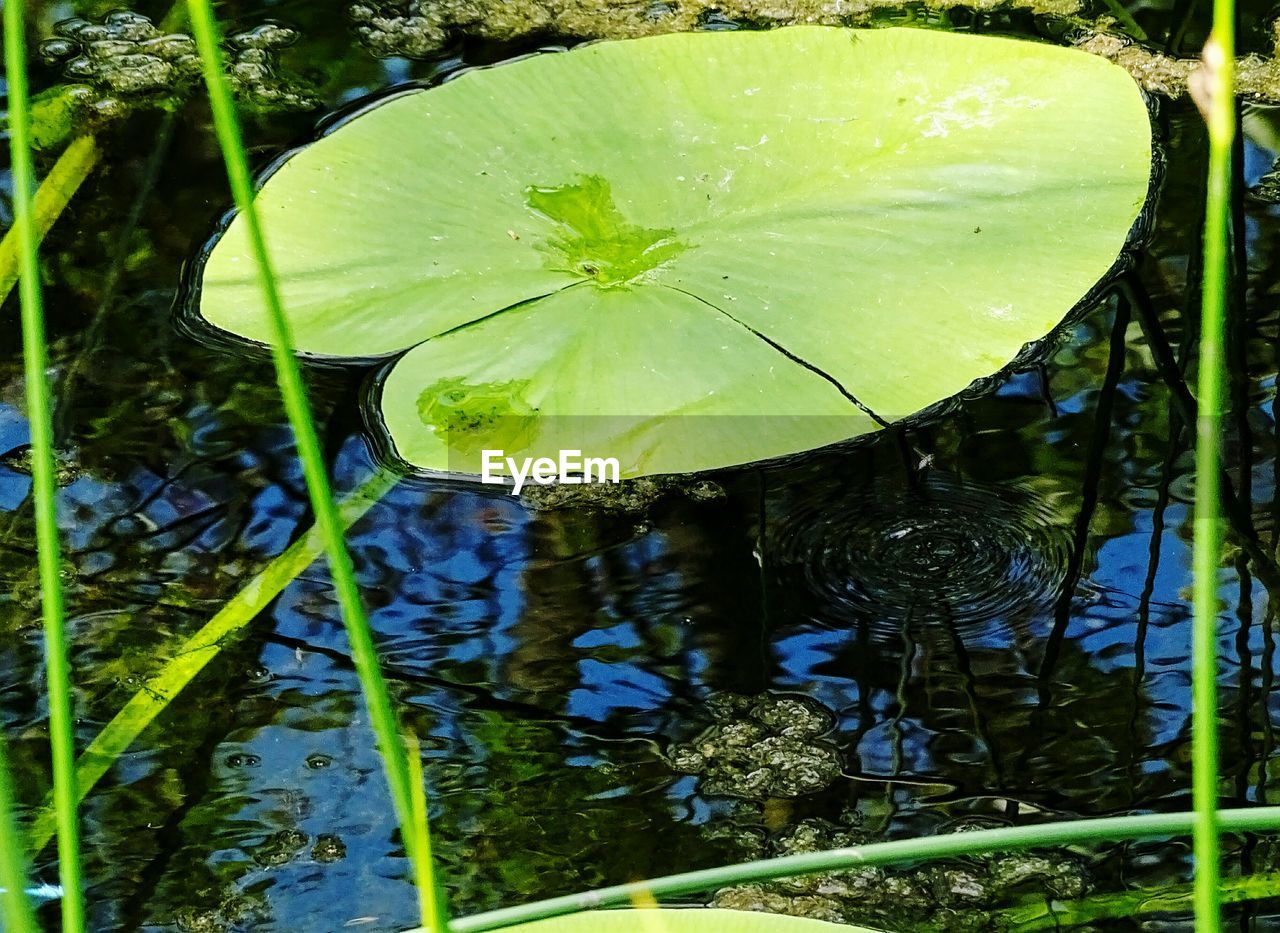 Plants growing in pond