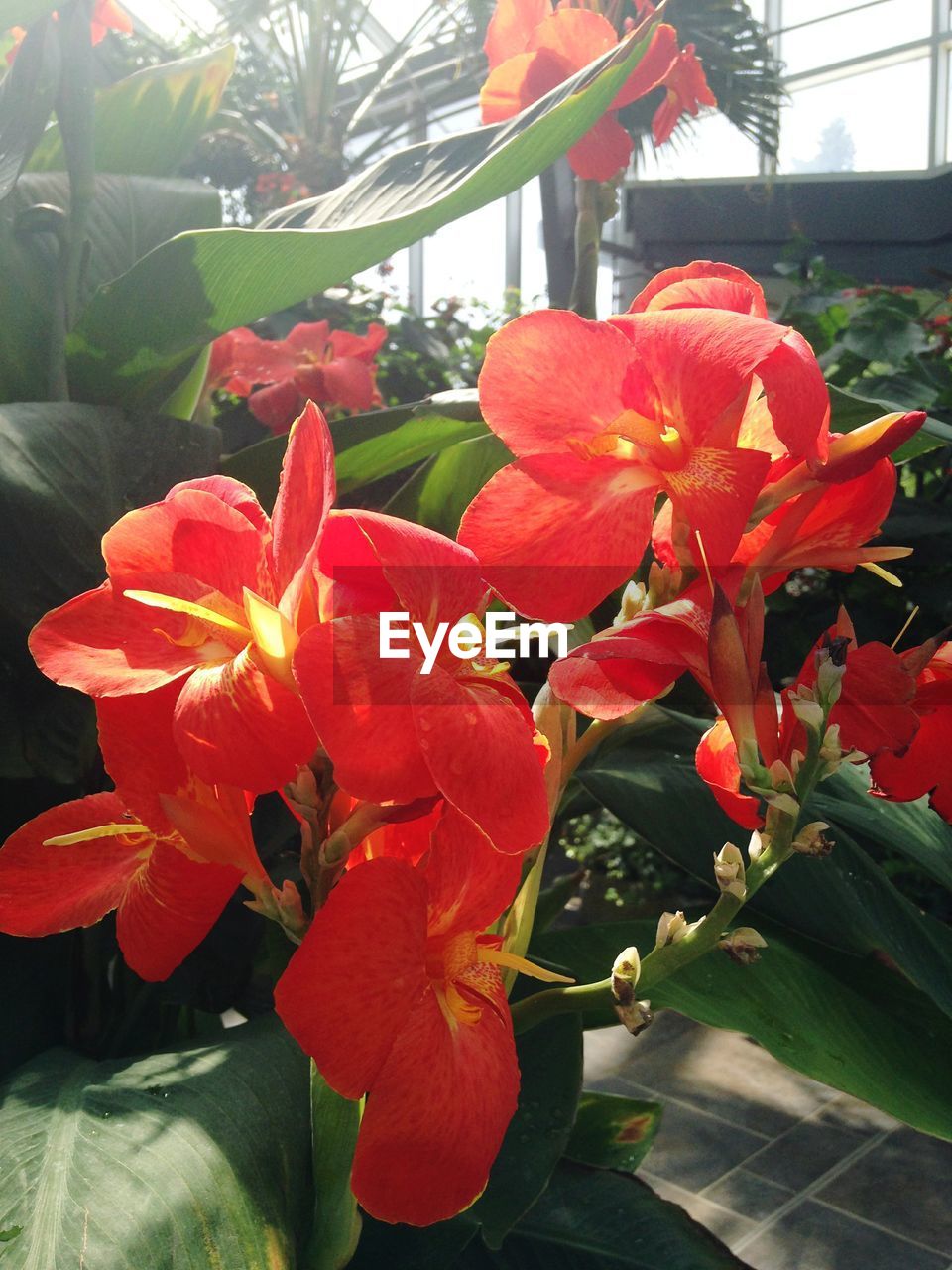 CLOSE-UP OF DAY LILY FLOWERS