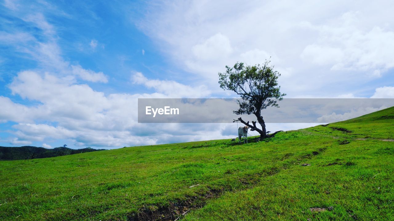 landscape, plant, sky, environment, cloud, grass, nature, hill, grassland, land, scenics - nature, beauty in nature, green, field, horizon, meadow, tree, tranquility, rural area, rural scene, non-urban scene, natural environment, tranquil scene, no people, plateau, pasture, plain, highland, blue, outdoors, travel destinations, day, prairie, travel, idyllic, growth, horizon over land, mountain range, agriculture, environmental conservation, tourism, social issues, flower, ridge, cloudscape