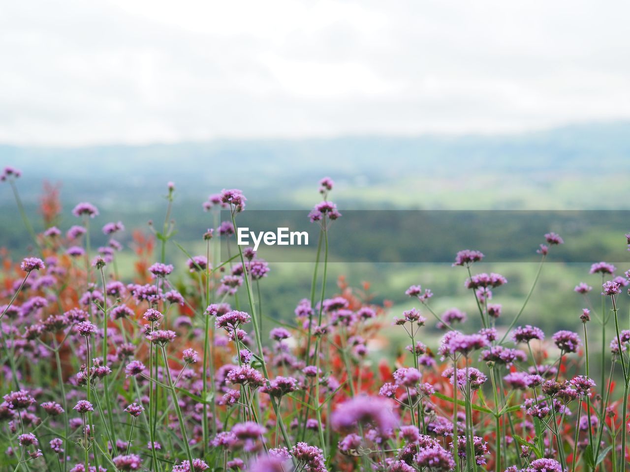 Close-up of pink flowering plants on field