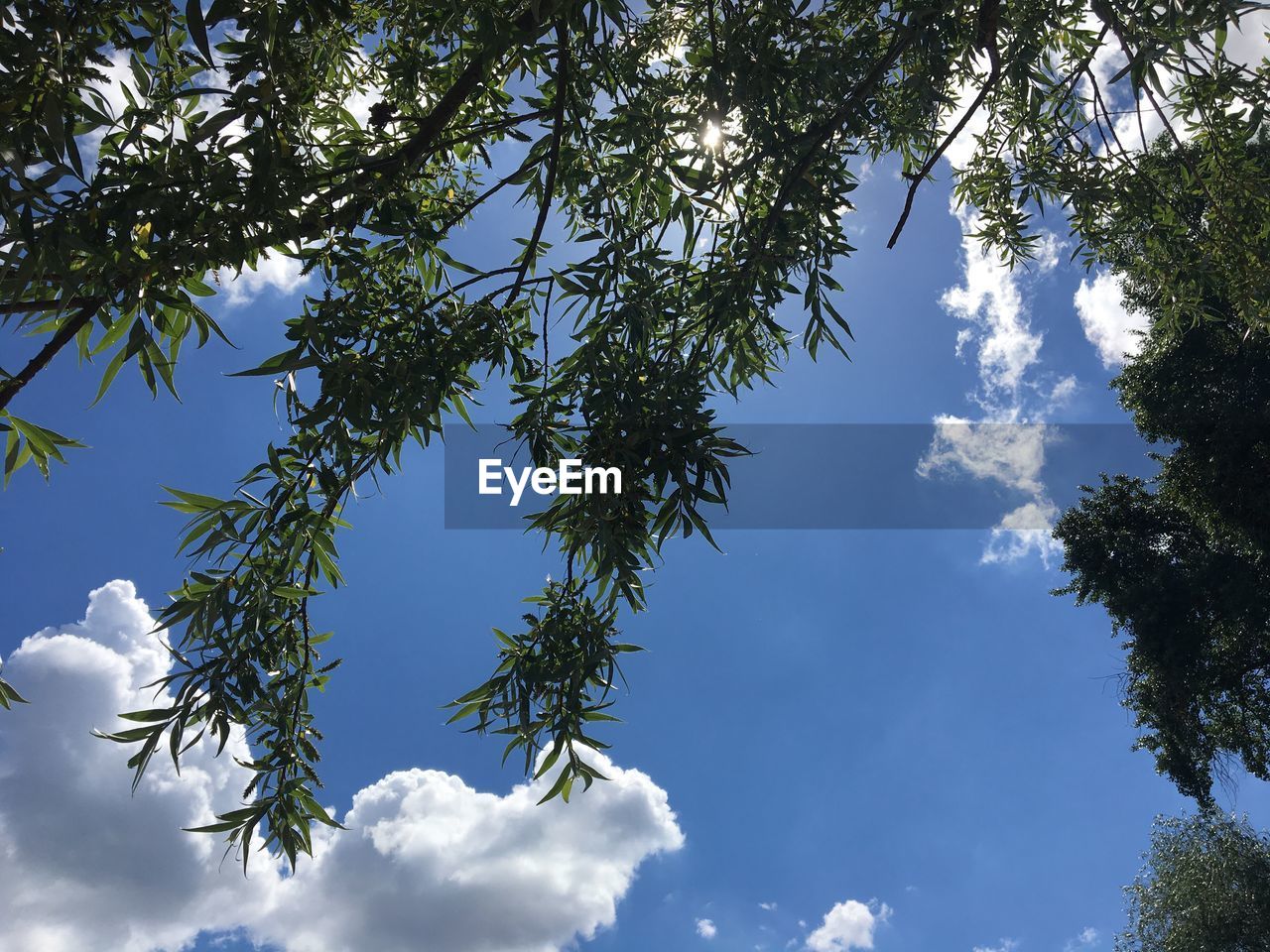 LOW ANGLE VIEW OF TREE BRANCH AGAINST SKY