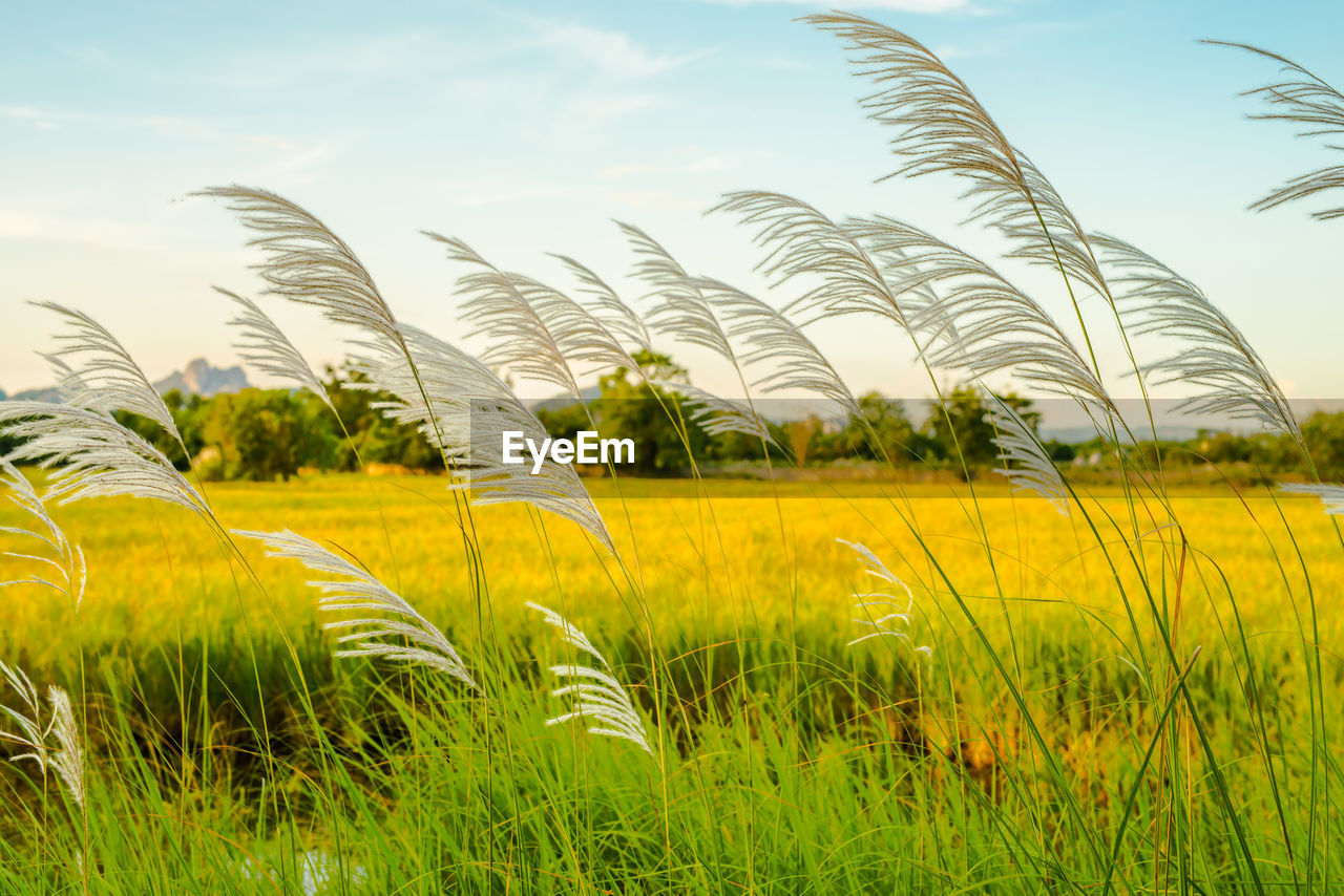 Scenic view of agricultural field against sky