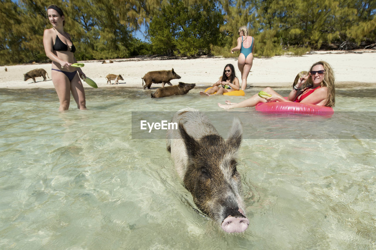 Female friends with pigs at beach on sunny day