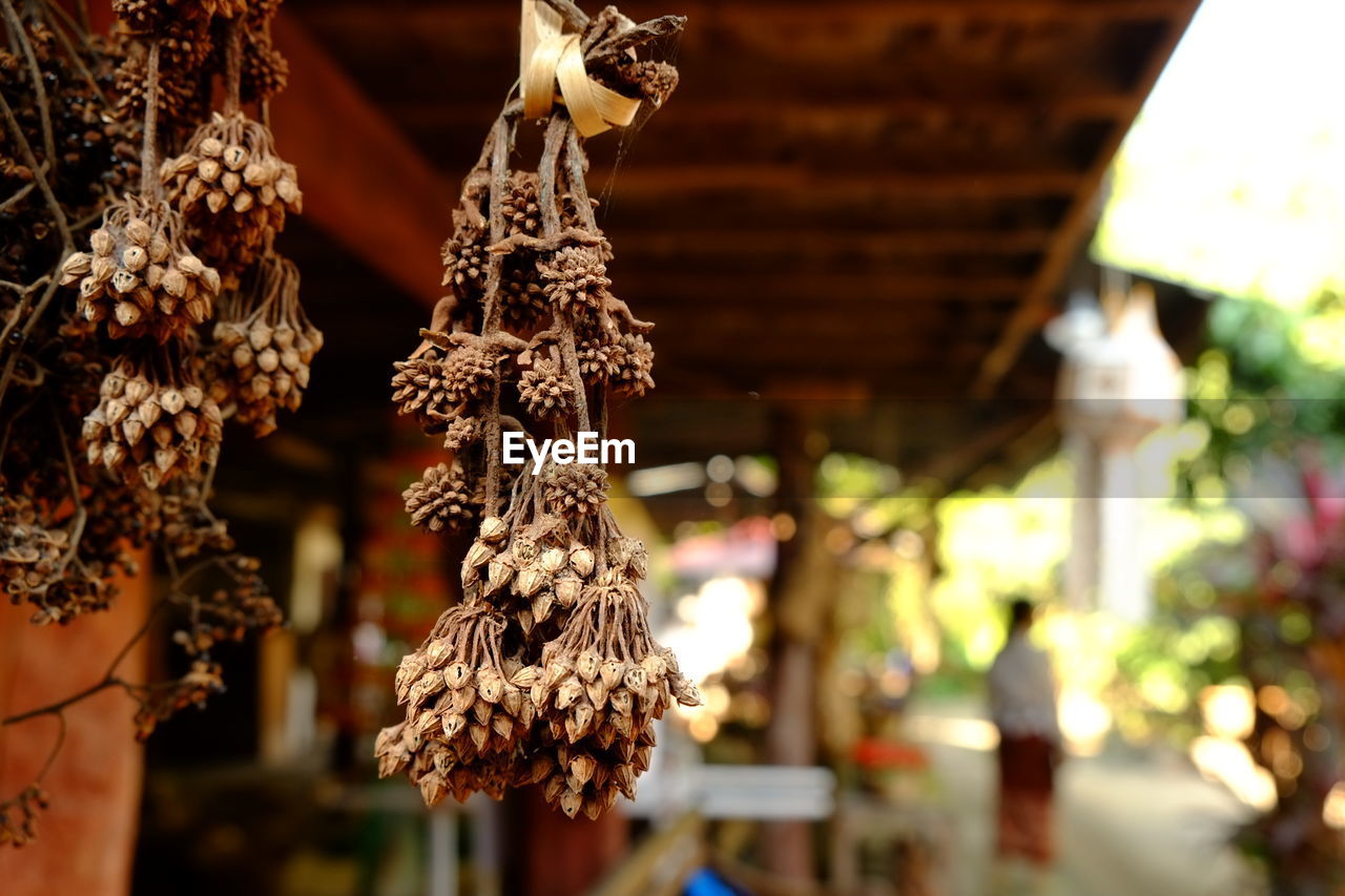 Close-up of hanging bunch of arica nut at thai local house. 