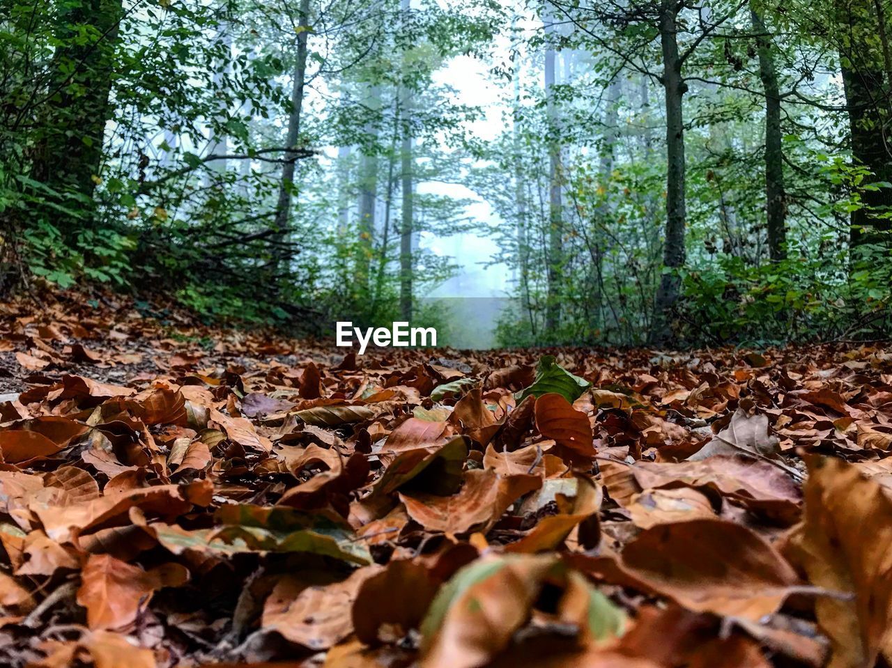 SURFACE LEVEL OF DRY LEAVES ON TREE TRUNK IN FOREST