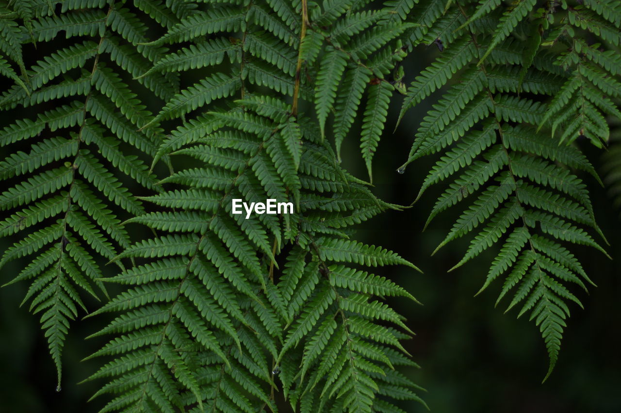 Close-up of fern leaves